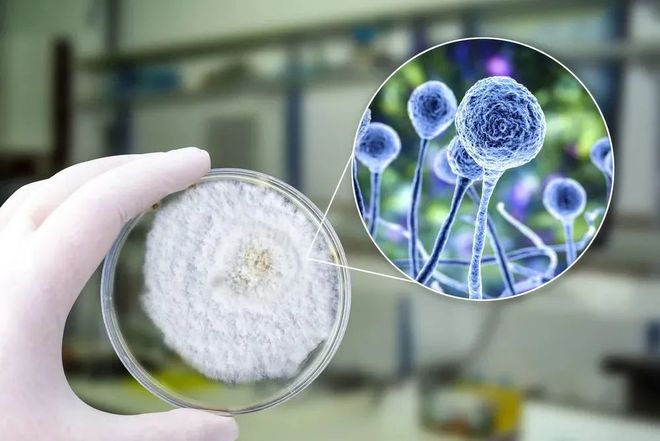 金年会诚信至上助力 | 祥根生物首款创新药SG1001口服片剂中国IND获批